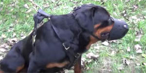Le Rottweiler, chien de catégorie 2 doit être muselé et tenu en laisse sur la voie publique