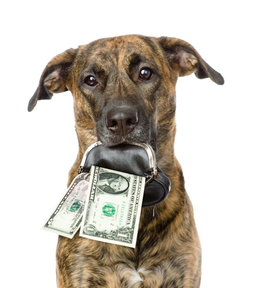Quel est le prix des cours de dressage pour chien ?