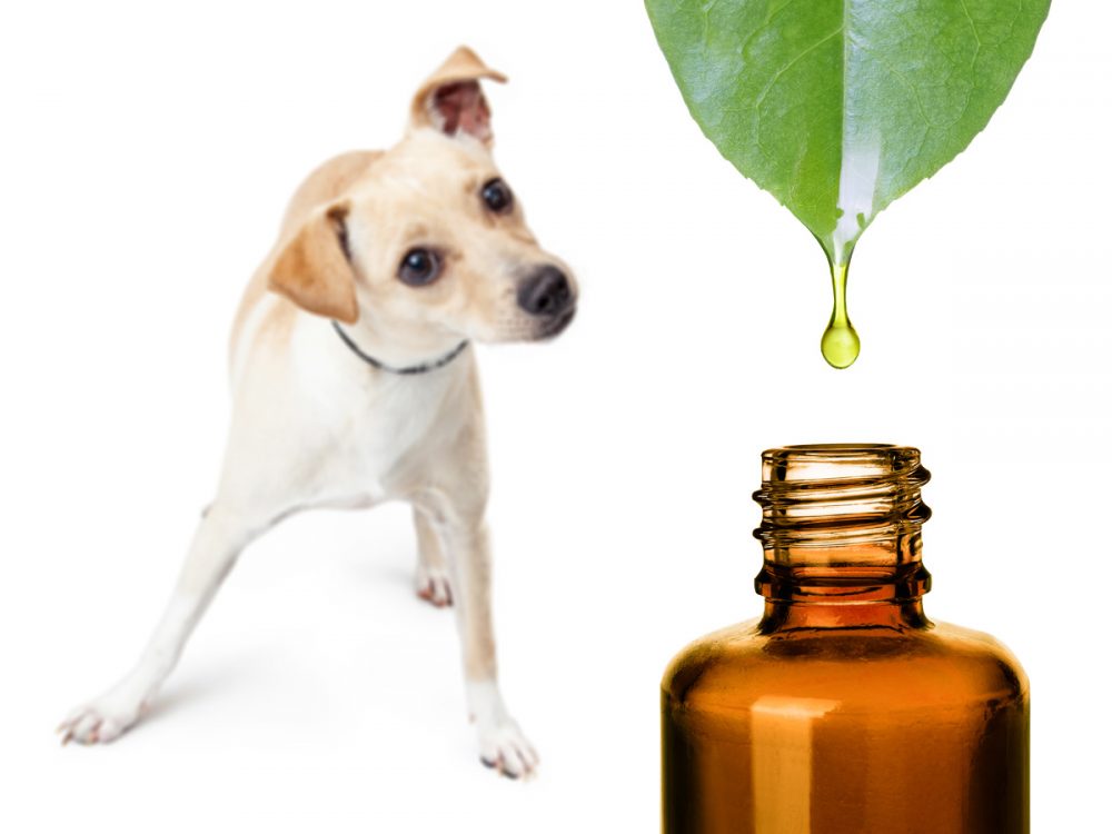 Quelles huiles essentielles peut-on utiliser pour son chien
