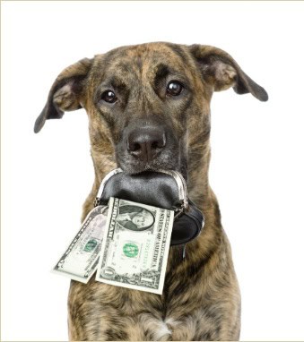 Illustration du prix des cours d'éducation canine à Toulouse avec un chien tenant des dollars dans sa gueule